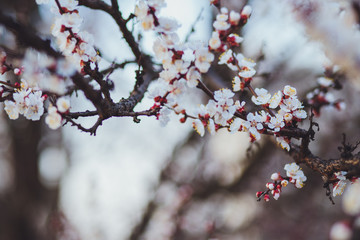 Beautiful floral spring abstract background of nature. Branches of blossoming apricot macro with soft focus on gentle light blue sky background. For easter and spring greeting cards with copy space