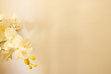Yellow and white background with orchid