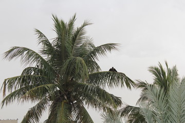 Fototapeta na wymiar palm tree cloudy sky