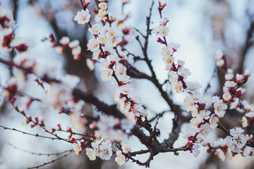Beautiful floral spring abstract background of nature. Branches of blossoming apricot macro with soft focus on gentle light blue sky background. For easter and spring greeting cards with copy space