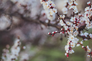 Beautiful floral spring abstract background of nature. Branches of blossoming apricot macro with soft focus on gentle light blue sky background. For easter and spring greeting cards with copy space