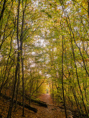 Idyllischer Waldweg im Herbst