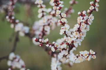 Beautiful floral spring abstract background of nature. Branches of blossoming apricot macro with soft focus on gentle light blue sky background. For easter and spring greeting cards with copy space