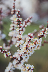 Beautiful floral spring abstract background of nature. Branches of blossoming apricot macro with soft focus on gentle light blue sky background. For easter and spring greeting cards with copy space