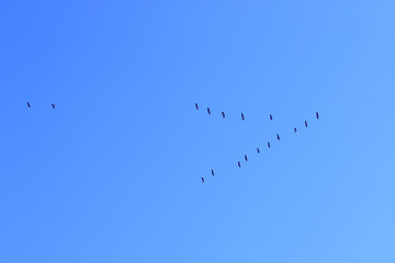 clear sky and migration birds