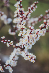 Beautiful floral spring abstract background of nature. Branches of blossoming apricot macro with soft focus on gentle light blue sky background. For easter and spring greeting cards with copy space