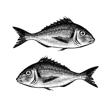 Hand drawn sketch of Gilt-head bream. Ink illustration of two fish isolated on white background. Black and white graphics in vintage style.
