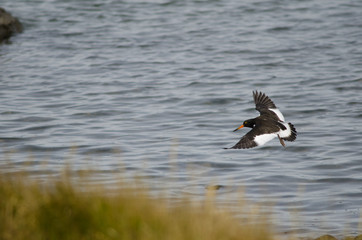 Juvenile Magellanic oystercatcher Haematopus leucopodus taking flight.