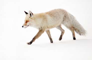 Wild fox in winter natural habitat