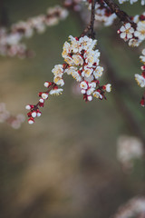 Beautiful floral spring abstract background of nature. Branches of blossoming apricot macro with soft focus on gentle light blue sky background. For easter and spring greeting cards with copy space