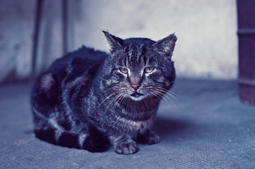 I present my cat playing in the garden