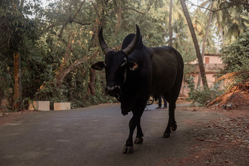 Big black holy cow