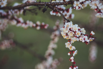 Beautiful floral spring abstract background of nature. Branches of blossoming apricot macro with soft focus on gentle light blue sky background. For easter and spring greeting cards with copy space