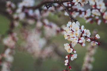Beautiful floral spring abstract background of nature. Branches of blossoming apricot macro with soft focus on gentle light blue sky background. For easter and spring greeting cards with copy space