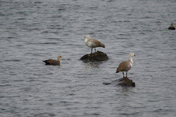 Upland geese Chloephaga picta on the sea.
