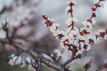 Beautiful floral spring abstract background of nature. Branches of blossoming apricot macro with soft focus on gentle light blue sky background. For easter and spring greeting cards with copy space