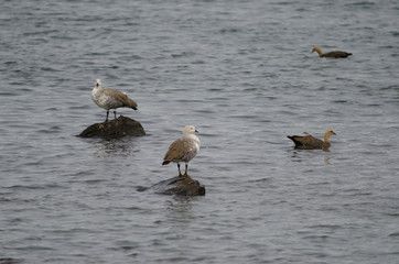 Upland geese Chloephaga picta on the sea.