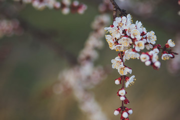 Beautiful floral spring abstract background of nature. Branches of blossoming apricot macro with soft focus on gentle light blue sky background. For easter and spring greeting cards with copy space