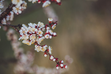 Beautiful floral spring abstract background of nature. Branches of blossoming apricot macro with soft focus on gentle light blue sky background. For easter and spring greeting cards with copy space