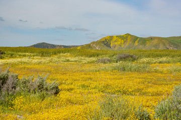 Fototapeta premium Beautiful yellow goldifelds and tidy tips blossom