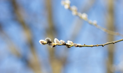 Branch of willow on the sky background