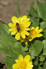 bee on yellow flower