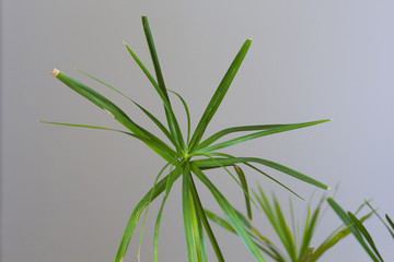 Cyperus leaves houseplant on the grey background