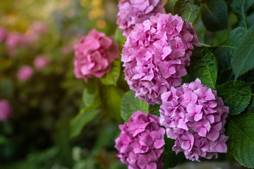 Large flowers of purple hydrangea, flowering hydrangea bush in the light of the morning sun. Cover image
