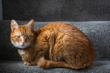 Fototapeta na wymiar A beautiful ginger tabby tom cat sat on the staircase near a window