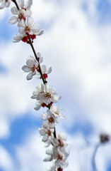 white cherry flowers bloom on a tree