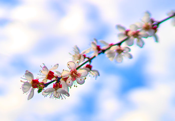 white cherry flowers bloom on a tree