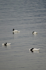 Black-necked swans Cygnus melancoryphus on the sea.
