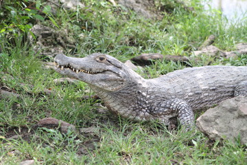 Crocodile in its open habitat