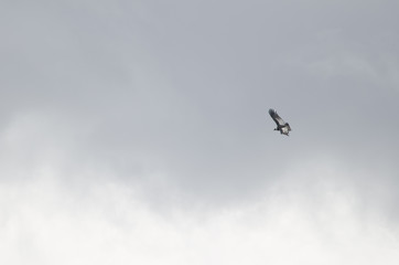 Andean condor Vultur gryphus flying in the Chilean Patagonia.
