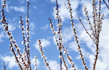 white cherry flowers bloom on a tree