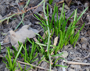 White crocus among grass and earth in the spring sunshine