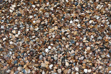 Muscheln an einem Strand