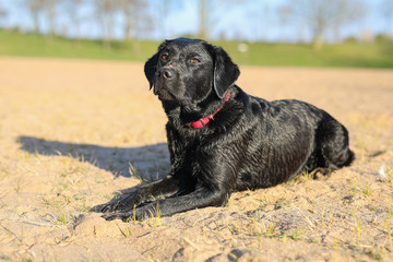 Junger schwarzer Labrador liegt am Stand in der Sonne
