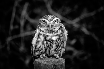 Small owl portrait in black and white