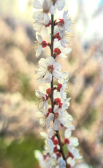 white cherry flowers bloom on a tree