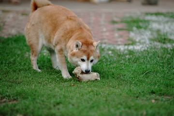 Japan Shiba inu dog on the grass
