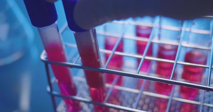 Unlabeled laboratory test tubes with pink solution being put in a racket. Close-up shot in a laboratory.