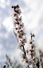 white cherry flowers bloom on a tree