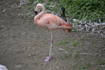 Flamant rose