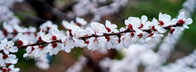 white cherry flowers bloom on a tree