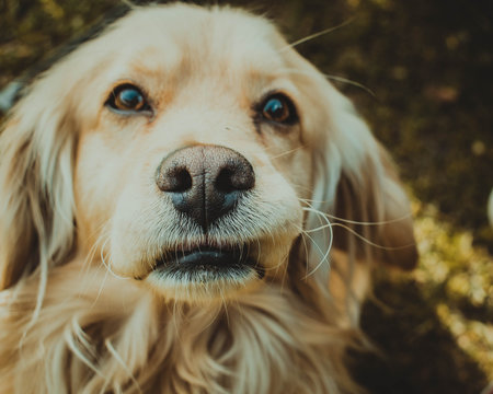  The craziest dog face in the world