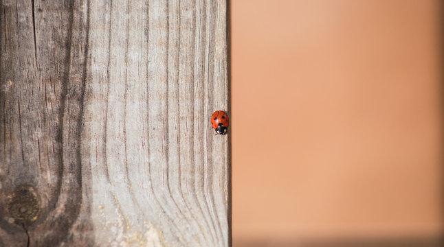 Una mariquita roja sobre una madera