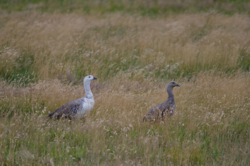 Upland Geese Chloephaga picta in a meadow.
