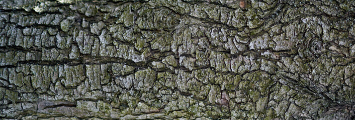wood texture as background texture