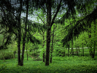 spring pine forest in Ukraine